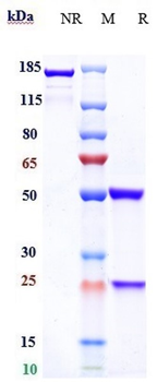Anti-Zaire Ebola virus Reference Antibody (Larcaviximab)