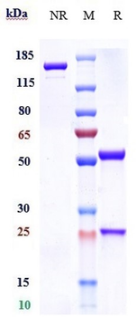 Anti-CD11 Reference Antibody (Rovelizumab)