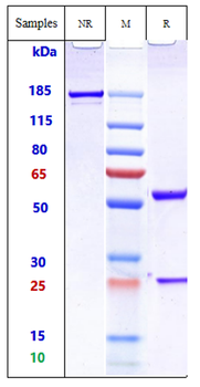 Anti-IgE Reference Antibody (ligelizumab)