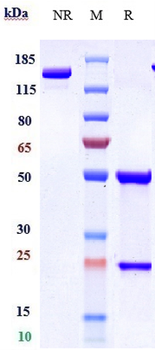 Anti-IL-17Ra / CD217 Reference Antibody (brodalumab)