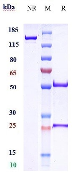 Anti-Amyloid Beta Reference Antibody (crenezumab)