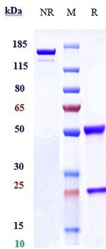 Anti-CLEC12A / CD371 Reference Antibody (tepoditamab)