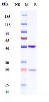 Anti-ICOS / CD278 Reference Antibody (MEDI-570)