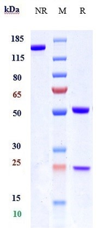 Anti-IL-13Ra1 / CD213a1 Reference Antibody (MK-6105)