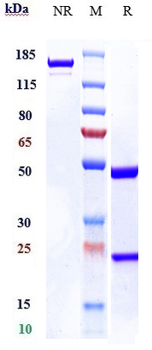 Anti-oxLDL Reference Antibody (orticumab)