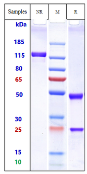 Anti-IgE Reference Antibody (omalizumab)