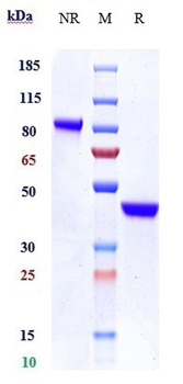 Anti-IL-17c Reference Antibody (MOR106)