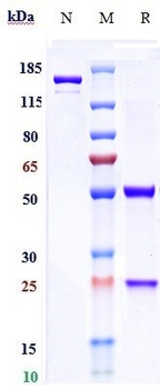 Anti-RSV-F Reference Antibody (motavizumab)