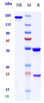 ERBB2 / HER2 / CD340 Reference Antibody (gancotamab)