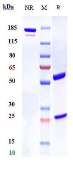 Anti-GFRAL Reference Antibody (NGM120)