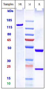 Anti-RSV Reference Antibody (​Nirsevimab）