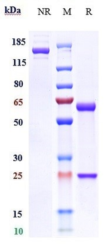 Anti-SpA Reference Antibody (Omodenbamab)