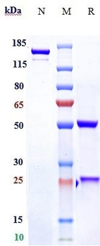 Anti-RSPO3 Reference Antibody (rosmantuzumab)
