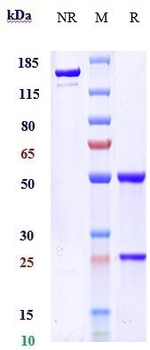 Anti-RTN4 / NOGO Reference Antibody (ozanezumab)