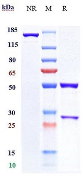 Anti-B7-H1 / PD-L1 / CD274 Reference Antibody (pacmilimab)