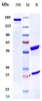 Anti-TNFRSF12A / TWEAKR / CD266 Reference Antibody (enavatuzumab)