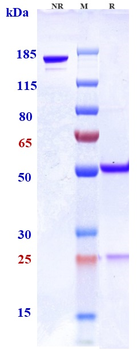 Anti-SLAMF7 / CS1 Reference Antibody (PDL241)