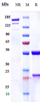 Anti-CDH3 / P-cadherin Reference Antibody (PF-03732010)