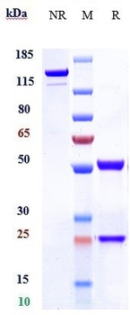 IL-13 Reference Antibody (anrukinzumab)