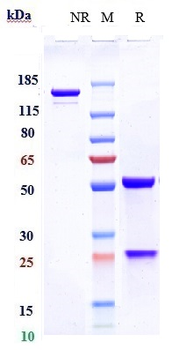 Anti-Amyloid Beta Reference Antibody (ponezumab)