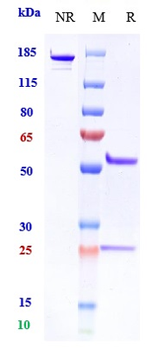 PDCD1 / PD-1 / CD279 Reference Antibody (pidilizumab)