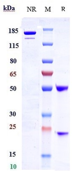 Anti-LRRC15 / LIB Reference Antibody (samrotamab)