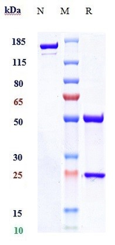 Anti-TNFSF11 / RANKL / CD254 Reference Antibody (denosumab)
