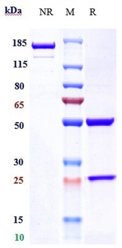 Anti-Alpha-synuclein Reference Antibody (prasinezumab)