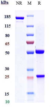 Anti-VEGF Reference Antibody