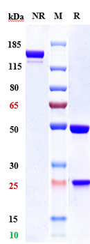 Anti-ERBB2 / HER2 / CD340 Reference Antibody (disitamab vedotin)