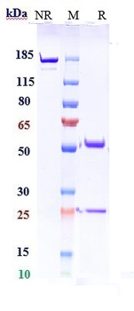 PDCD1 / PD-1 / CD279 Reference Antibody (retifanlimab)