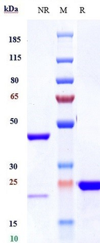 Anti-VEGF Reference Antibody