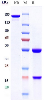 Anti-CTLA-8 / IL-17a Reference Antibody (perakizumab)