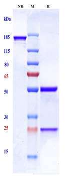 Anti-Sphingosine-1-phosphate Reference Antibody (sonepcizumab)