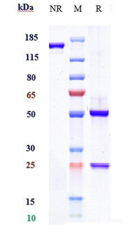 Anti-P-Selectin / CD62p Reference Antibody (crizanlizumab)
