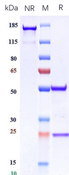 Anti-Integrin aVb6 (ITGAV & ITGB6) Reference Antibody (STX-100)