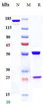 Anti-CCR2 / CD192 Reference Antibody (plozalizumab)
