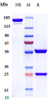 Anti-CD2 Reference Antibody (siplizumab)