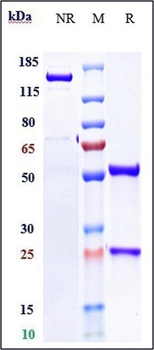 Anti-CD28 Reference Antibody (Theralizumab)