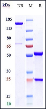 Anti-Integrin a4 / ITGA4 / CD49d Reference Antibody (natalizumab)