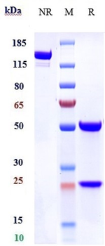 Anti-IL-1RL2 / IL-36R Reference Antibody (spesolimab)