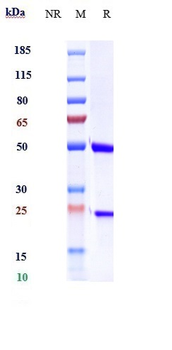 Anti-IL-6 / IFNb2 Reference Antibody