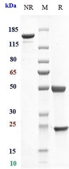 Anti-IL-6 / IFNb2 Reference Antibody