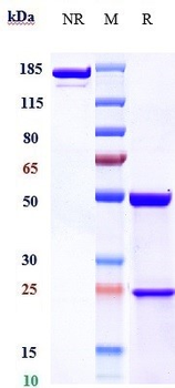 Anti-FcRn (FCGRT & B2M) Reference Antibody (rozanolixizumab)