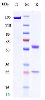 Anti-SIRPa / CD172a Reference Antibody