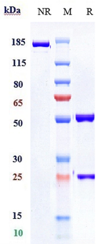 Anti-PDCD1 / PD-1 / CD279 Reference Antibody (pembrolizumab)