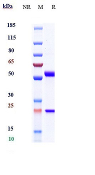 Anti-IL-6 / IFNb2 Reference Antibody (Chugai SK2)