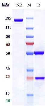 Anti-Clathrin Heavy Chain / CHC Reference Antibody