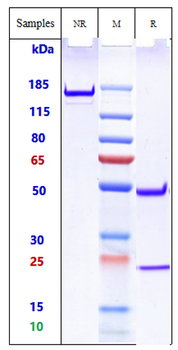 Anti-TREM2 Reference Antibody (Py314)