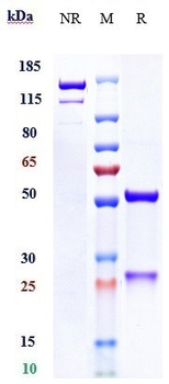 Anti-Mesothelin Reference Antibody (anetumab)